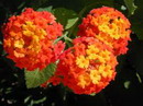 Lantana